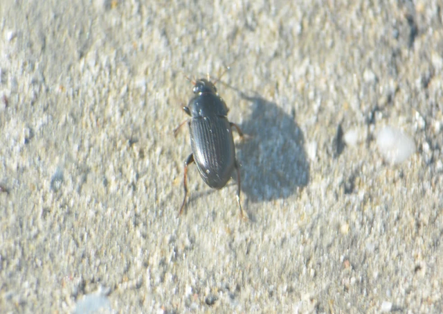 Harpalus subcylindricus - keskeny lomhafutó