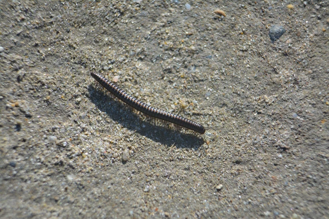 Diplopoda - Ikerszelvényesek