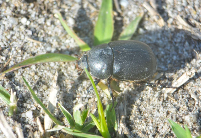 Pentodon idiota - butabogár