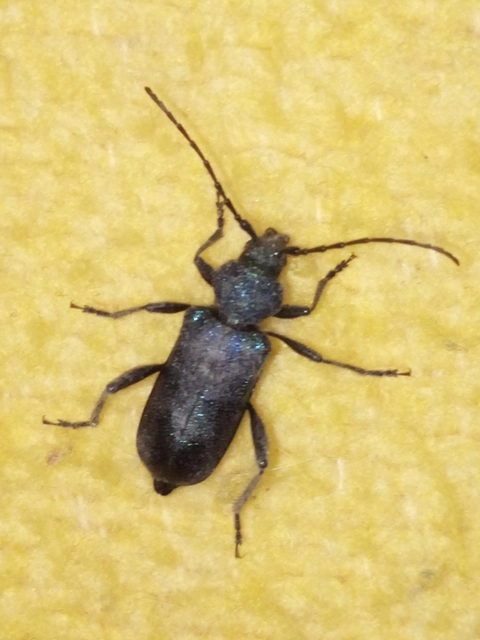 Callidium violaceum - kék korongcincér