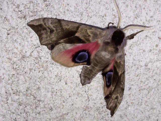 Smerinthus ocellatus - esti pávaszem