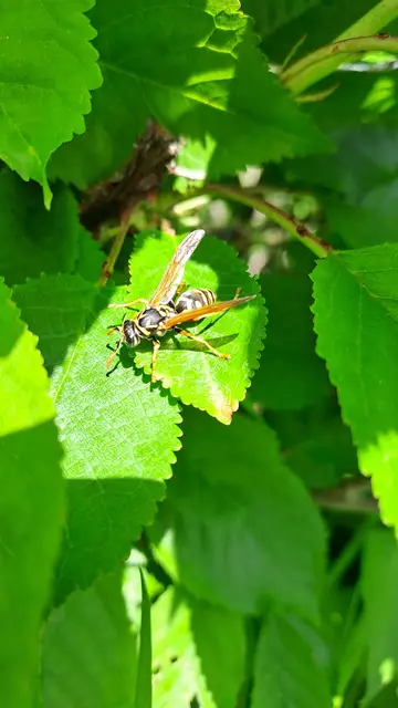 Hymenoptera - Hártyásszárnyúak