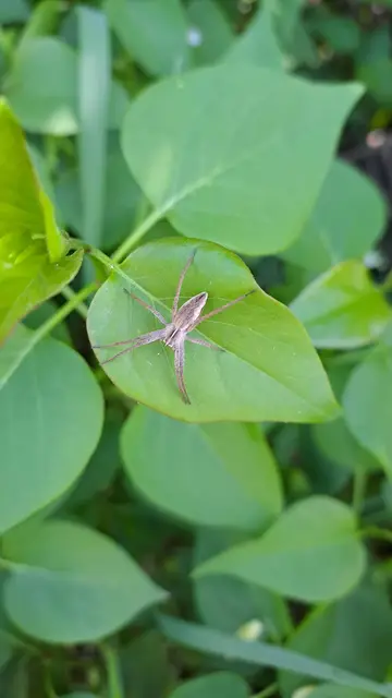 Pisaura mirabilis - csodáspók