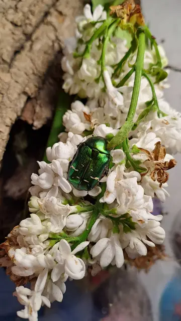 Cetonia aurata - aranyos virágbogár