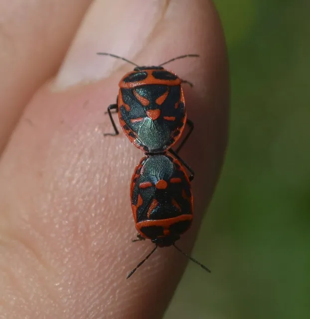 Eurydema fieberi - keresztespoloska