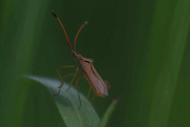 Syromastus rhombeus - vitorlás karimáspoloska