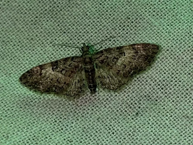 Eupithecia dodoneata - tölgy-törpearaszoló