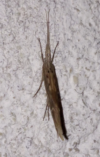 Ypsolopha mucronella - kecskerágómoly
