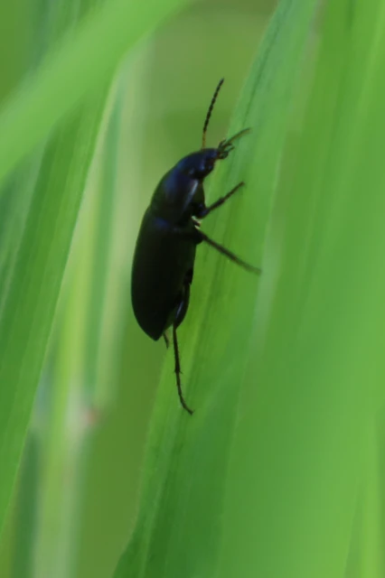 Amara Amara