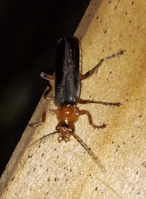 Cantharis livida - mezei lágybogár