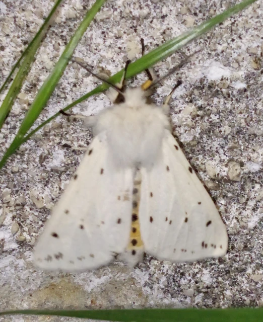 Spilosoma lubricipedum - tejszínű medvelepke