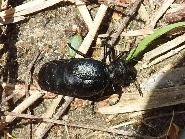 Meloe scabriusculus - érdes nünüke