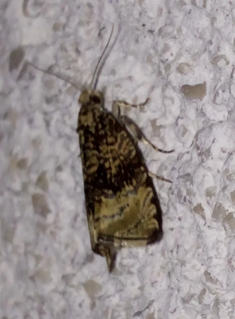 Celypha lacunana - vízparti tükrösmoly