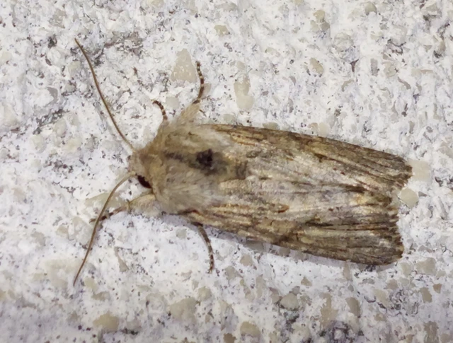 Egira conspicillaris - változékony szürkebagoly