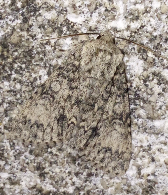 Acronicta megacephala - nagyfejű szigonyosbagoly