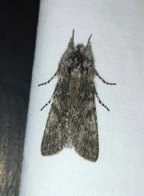 Dicranura ulmi - szilfa-púposszövő