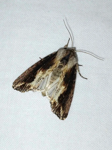 Egira conspicillaris - változékony szürkebagoly