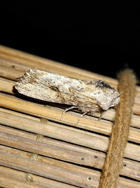 Egira conspicillaris - változékony szürkebagoly