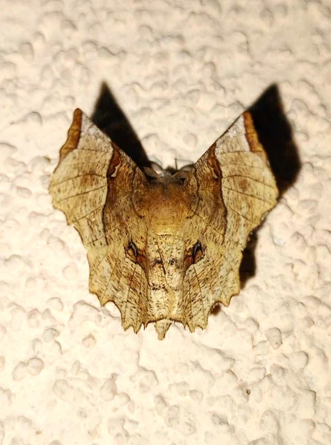 Selenia lunularia - egyfoltos holdasaraszoló