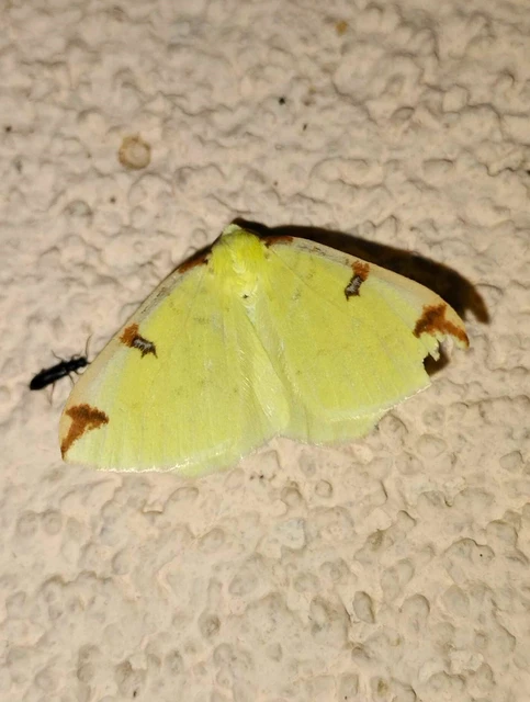 Opisthograptis luteolata - citromsárga araszoló