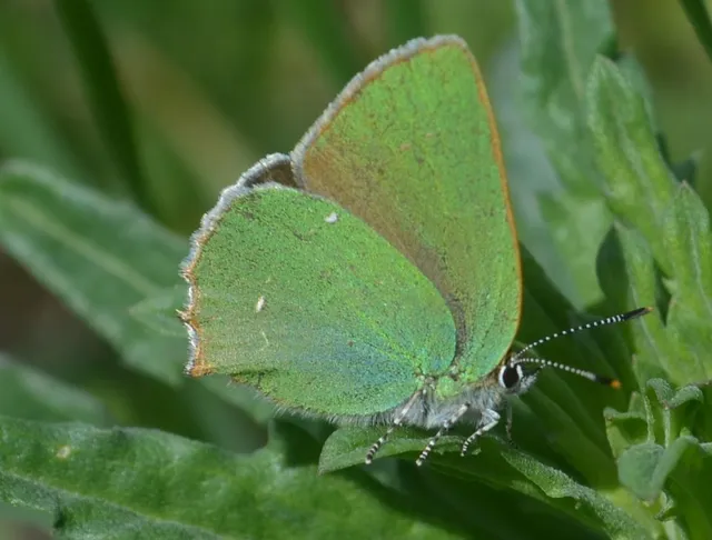 Callophrys rubi - zöldfonákú lepke