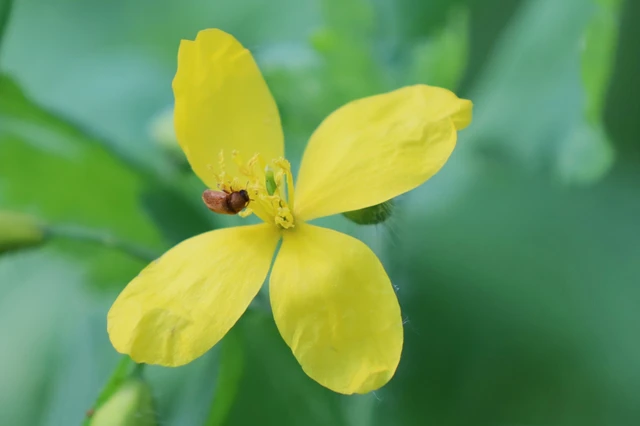 Byturus ochraceus - gyömbérgyökérbogár