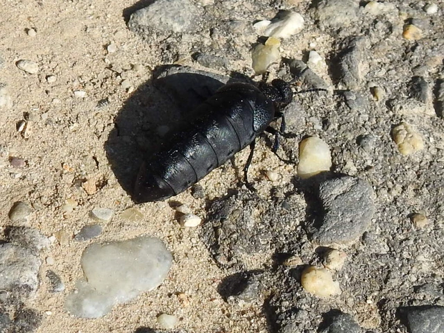 Meloe cicatricosus - óriásnünüke