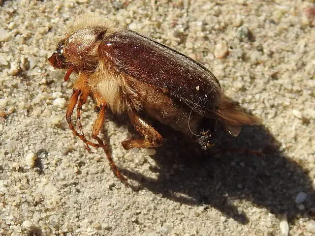 Holochelus vernus - tavaszi cserebogár