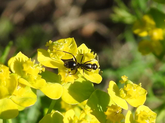 Camponotus aethiops - szőrös lóhangya