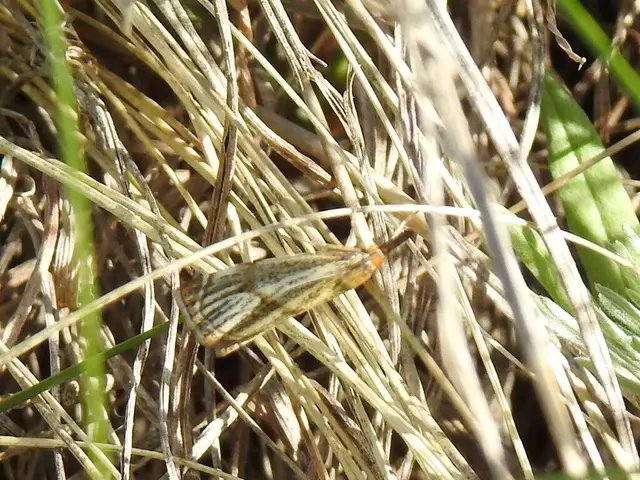 Thisanotia chrysonuchella - tavaszi fűgyökérmoly