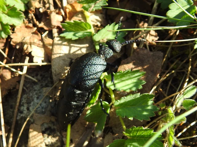 Meloe cicatricosus - óriásnünüke