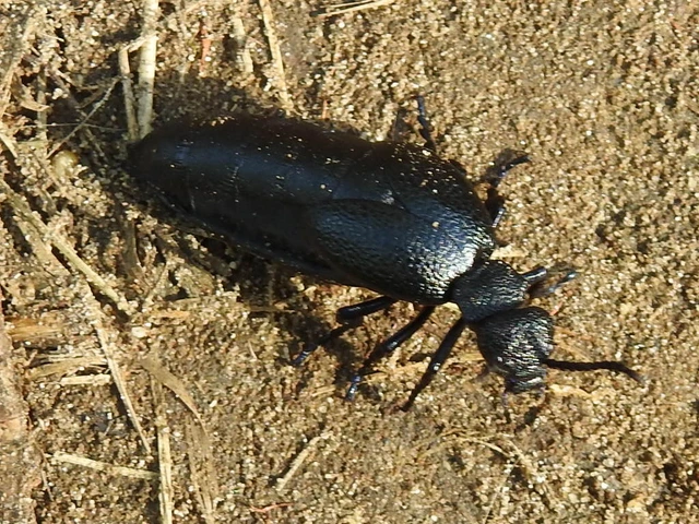 Meloe cicatricosus - óriásnünüke