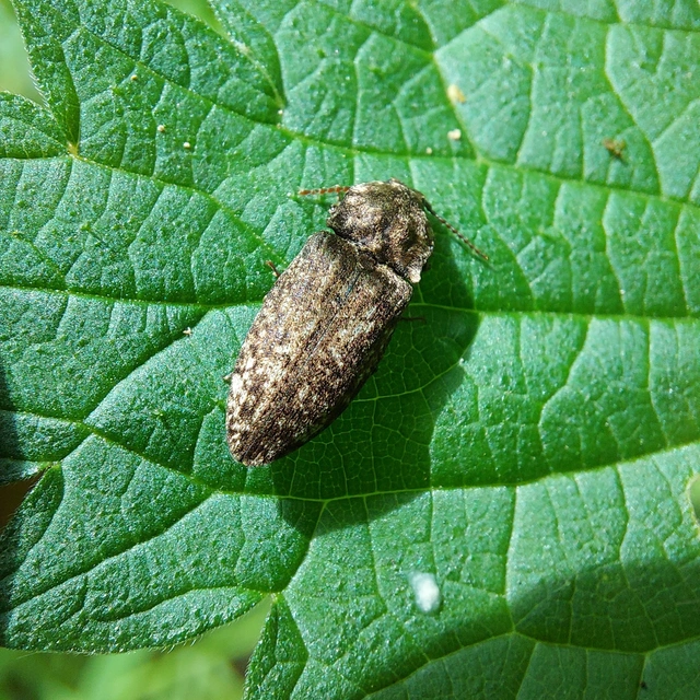Agrypnus murinus - egérszínű pikkelyespattanó