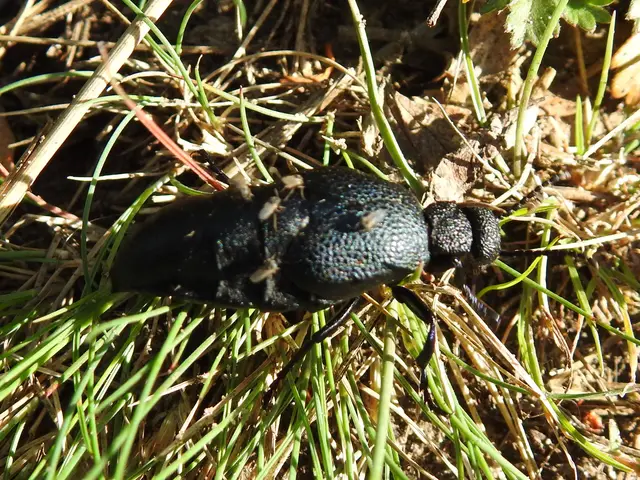 Meloe cicatricosus - óriásnünüke