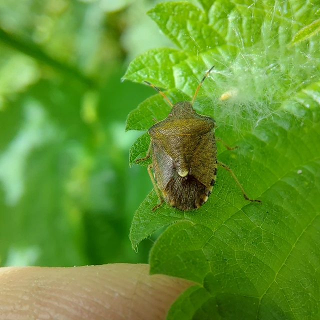 Peribalus strictus - tavaszi címerespoloska Peribalus strictus - tavaszi címerespoloska