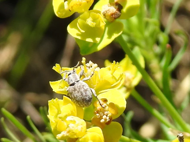 Peritelus familiaris - nagy kendermagbogár