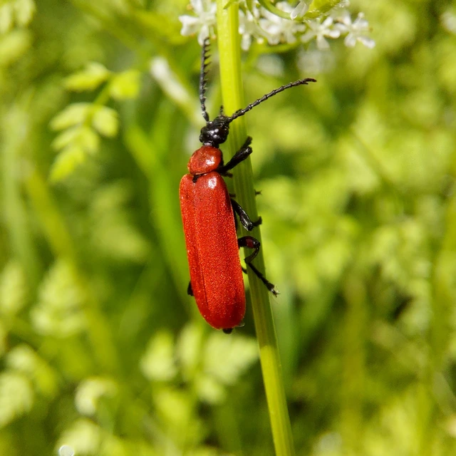 Pyrochroa coccinea - nagy bíborbogár