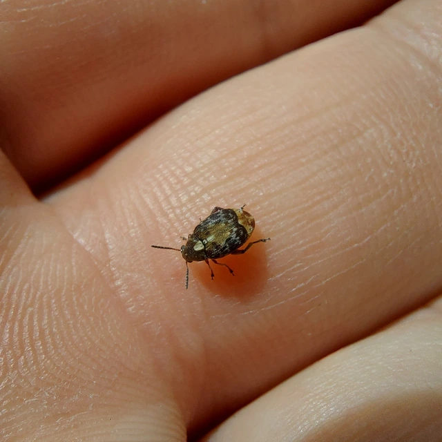 Megabruchidius dorsalis - foltoshátú lepényfazsizsik
