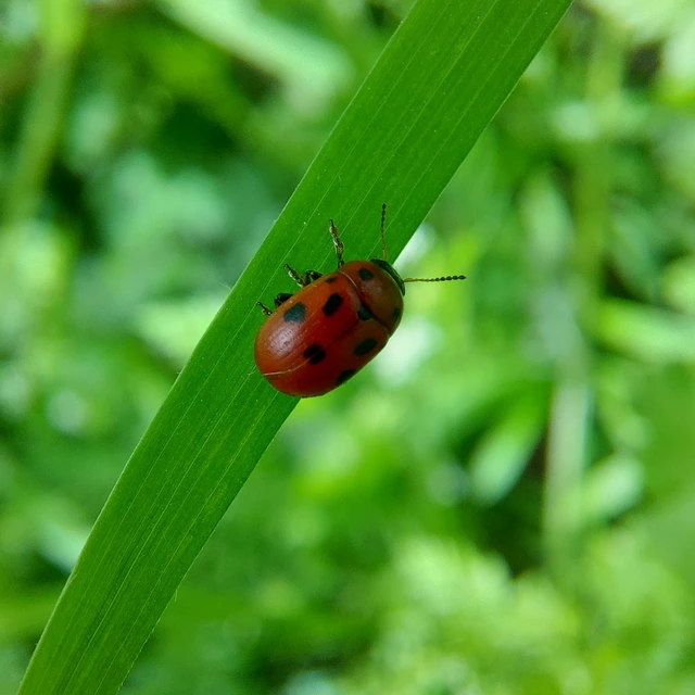 Gonioctena fornicata - közönséges lucernabogár