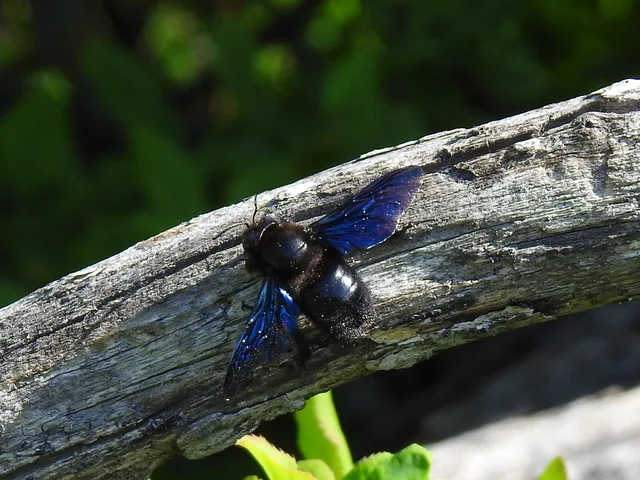 Xylocopa