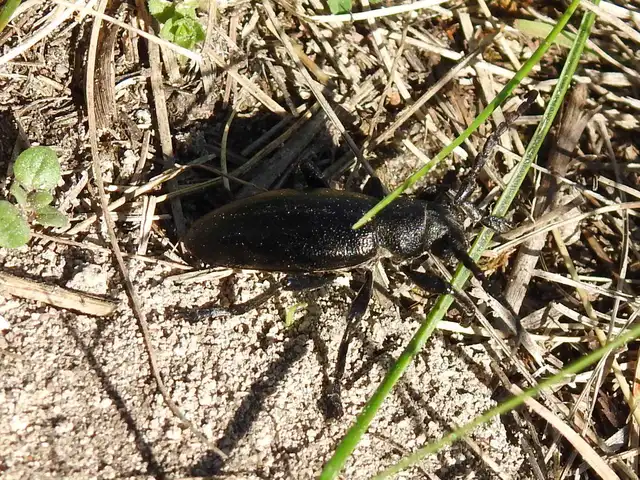 Dorcadion aethiops - fekete gyalogcincér