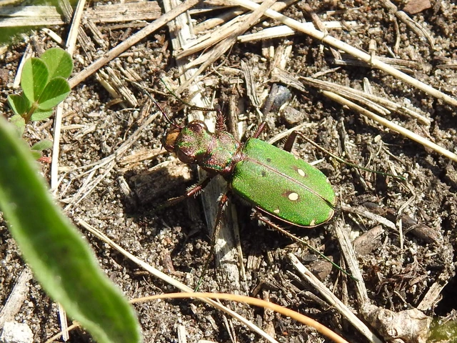 Cicindela campestris - mezei homokfutrinka