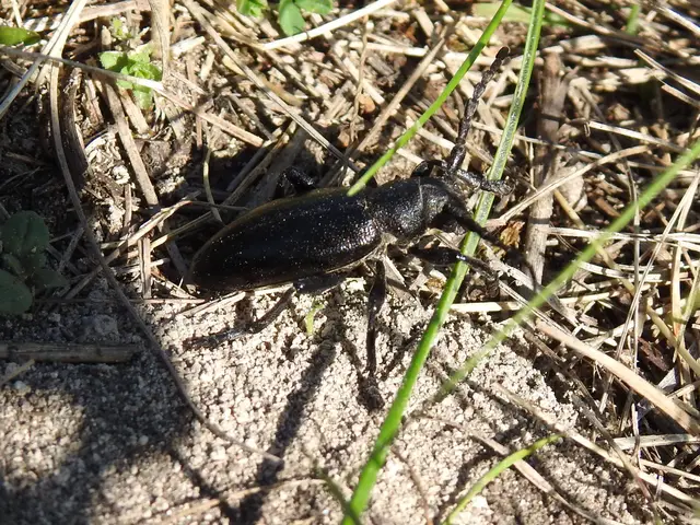 Dorcadion aethiops - fekete gyalogcincér