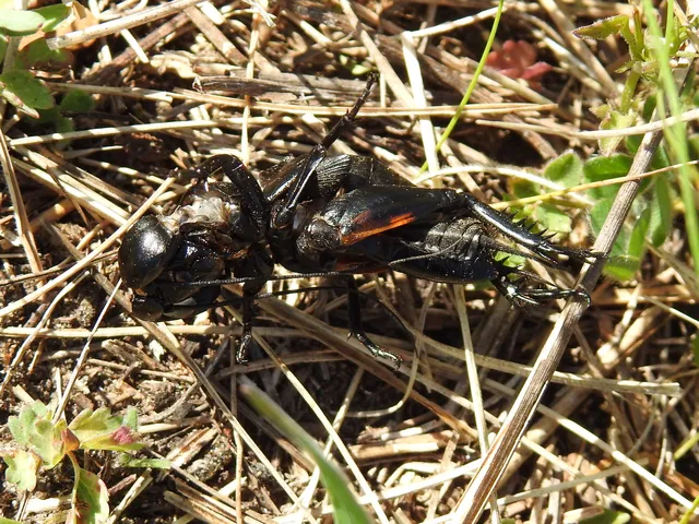Gryllus campestris - mezei tücsök