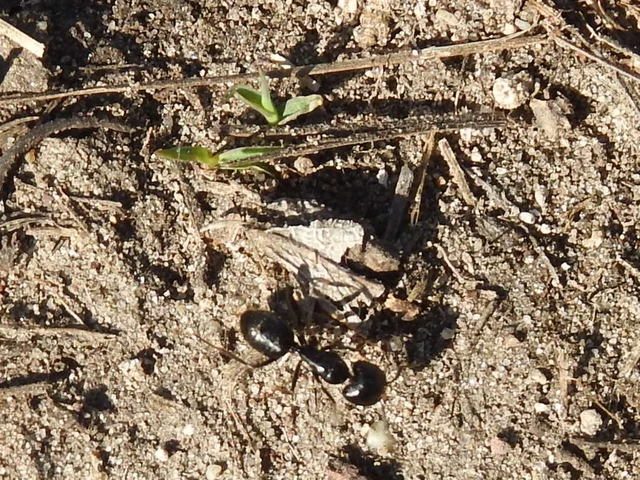 Camponotus vagus - fekete lóhangya