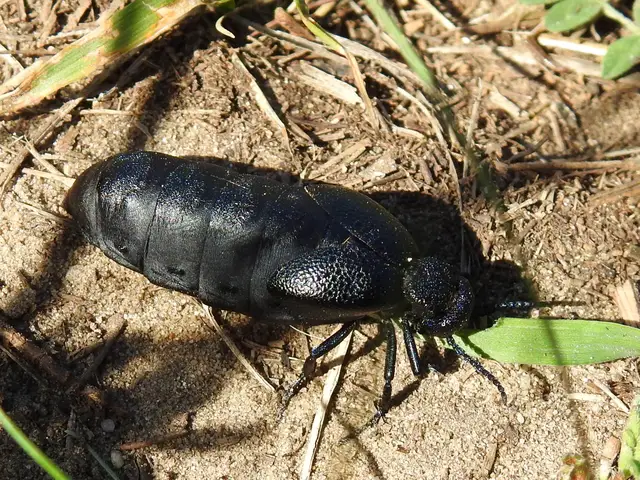 Meloe cicatricosus - óriásnünüke