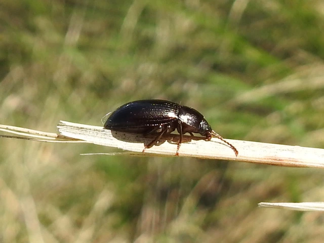 Nalassus dermestoides - rövidszárnyú gyászbogár