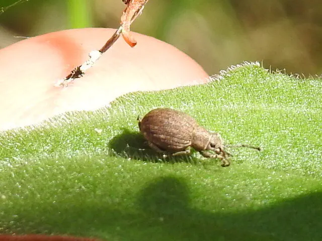 Peritelus familiaris - nagy kendermagbogár