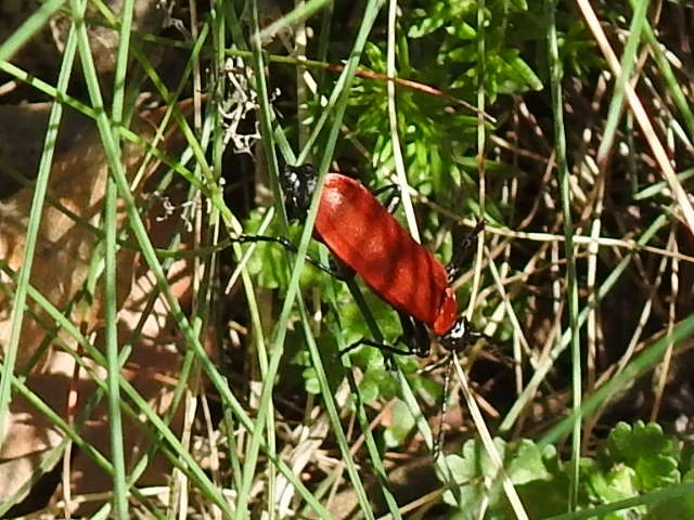 Pyrochroa coccinea - nagy bíborbogár