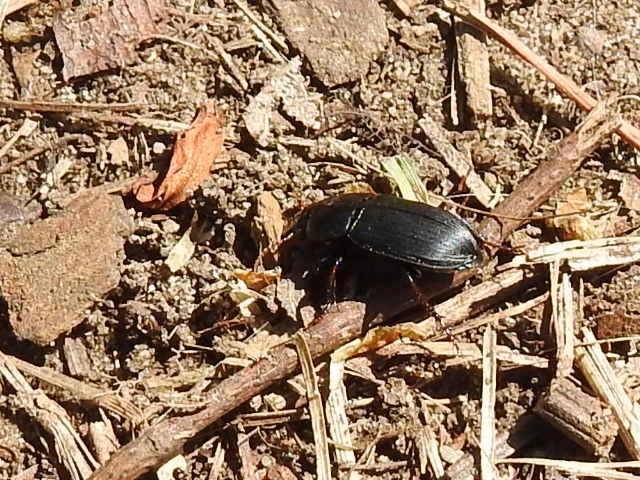 Calathus fuscipes - sokpontos tarfutó